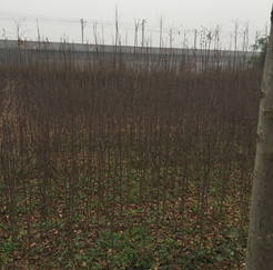 ^塢漰174375K؉KϷNֲľֲMu