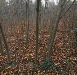 ^漰174375K؉KϷNֲľֲMu