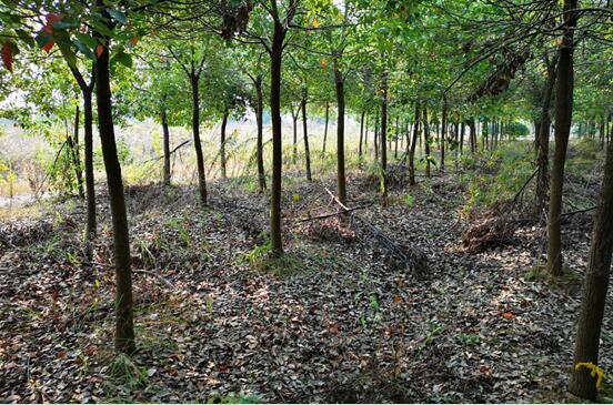 Ϸվ¼ga(chn)I(y)_l(f)^(q)**B(ti)(jng)l(f)չ޹˾ټwϵķݡCO估Ya(chn)ЈrֵuĿ