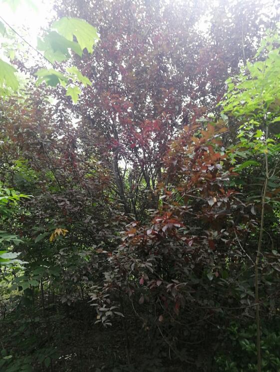 Ϸ**@ֹ޹˾λںϷ**_l^**^**248.265ϵľЈru